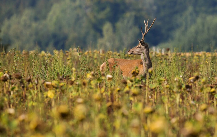The Journey of Deer Hunting to Dining- What to Do After a Successful Hunt?