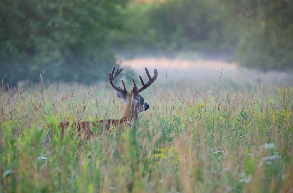 4 Tips to Stay Safe While Hunting Deer from a Tree Stand