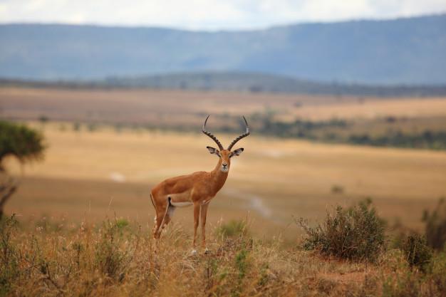An Overview: Deer Hunts In Texas