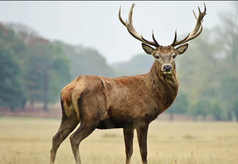 Why Is  Texas The  Most Favourable Place For A Hunter?