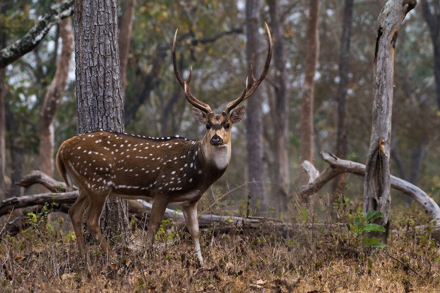 Texas Deer Hunting Outfitters: Your Key to a Successful Trip