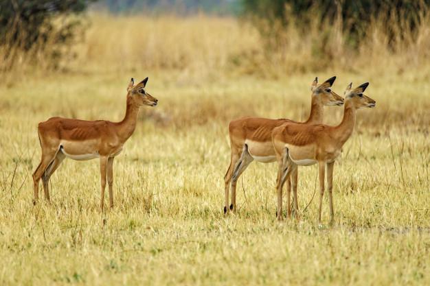 West Texas Deer Hunts For Beginners: Tips And Tricks