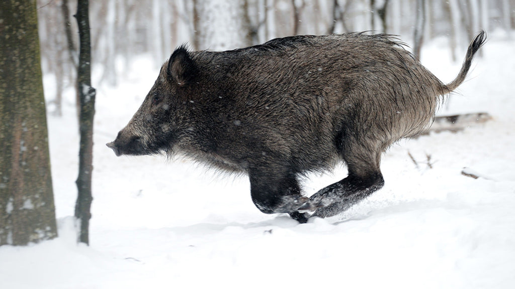 Gear Hacks For Hog Hunting During Winters