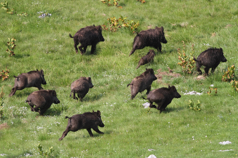 Hog Hunting in Texas: The Best Locations for Trips on Boar Hunting ...