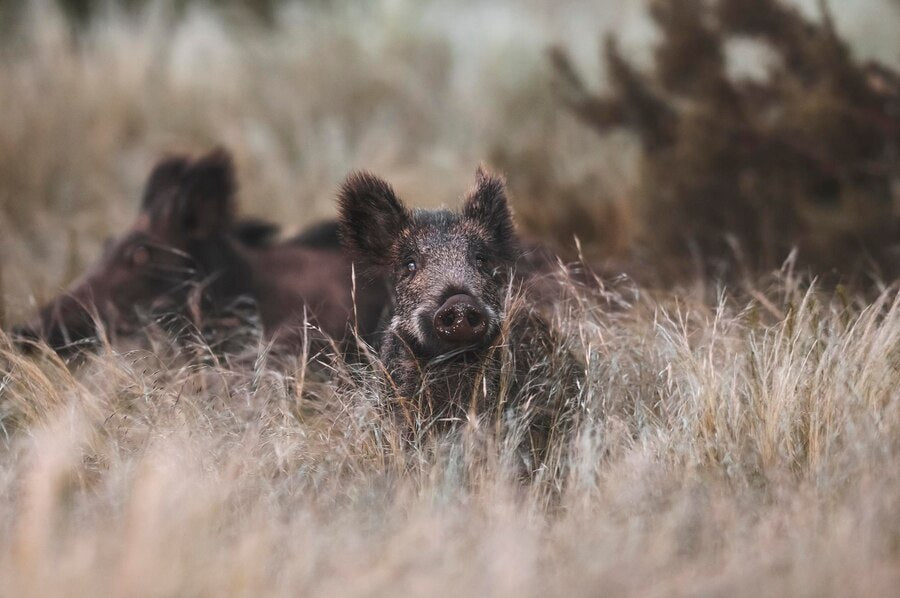 When to Hunt Wild Hogs in Texas: Seasonal Tips for Every Hunter – News ...