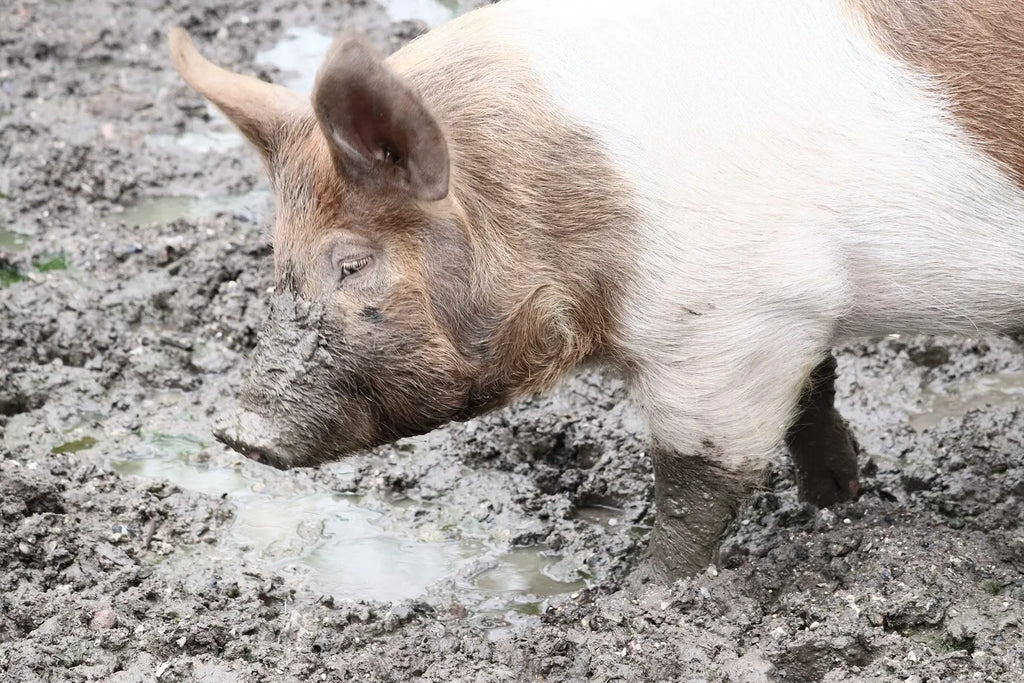 Boar Hunting Adventure – Thrilling Day & Night Hunts at Independence Ranch