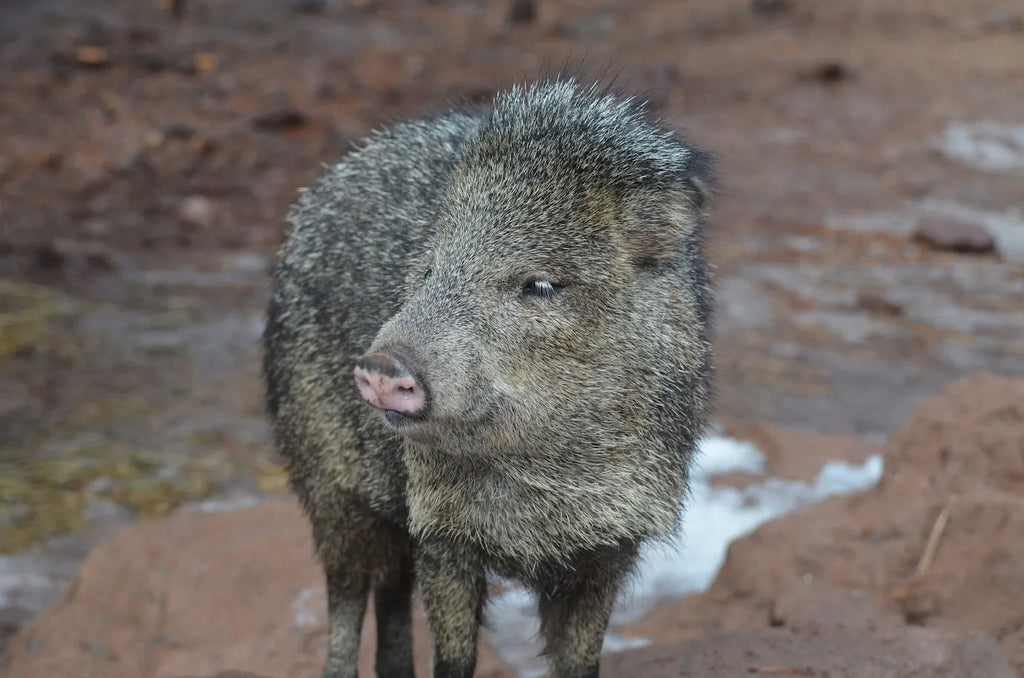 Why Texas Hog Hunts Are an Adventure Like No Other?