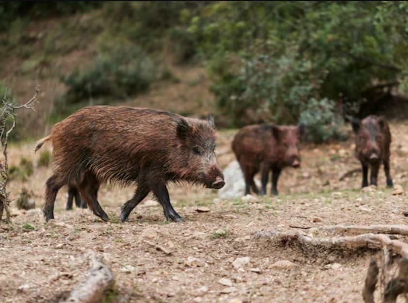 Texas Wild Hogs & Hog Hunting Near Houston: The Thrilling Adventure Awaits