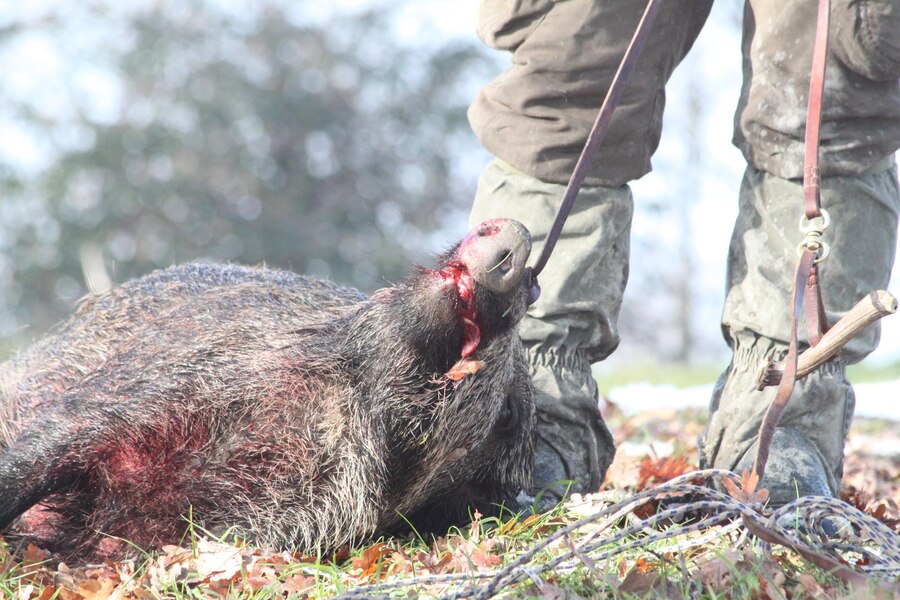 The Thrill of Hunting Hogs in Texas: The Ultimate Guide