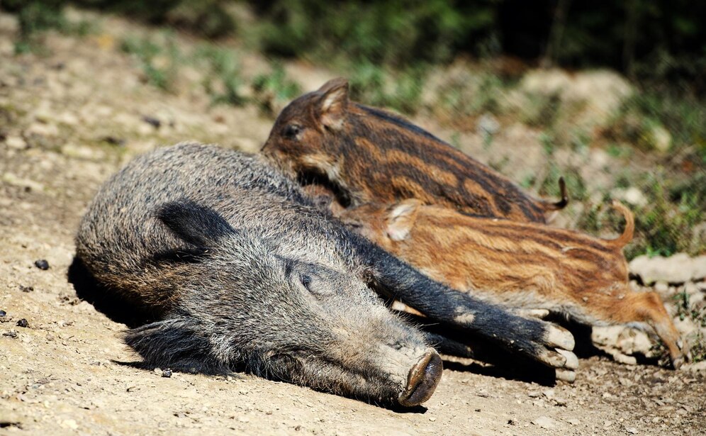 The Thrill of Texas Wild Hog Hunts: Making it an Unforgettable Experience