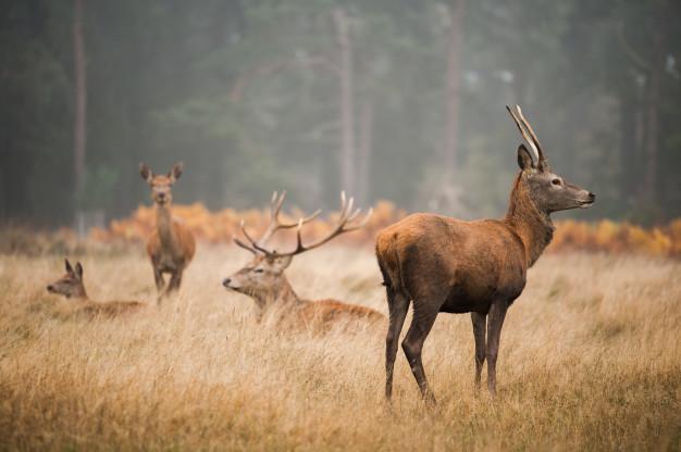Get the Most Out of your Deer Hunting in Texas