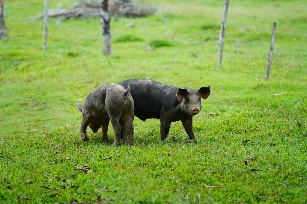 How To Deal With Wild Pigs In Texas?