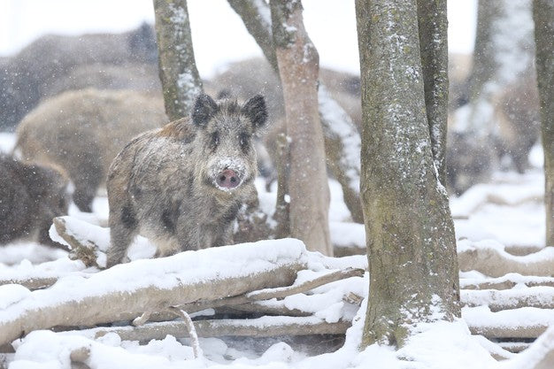 How To Wild Boar Hunting