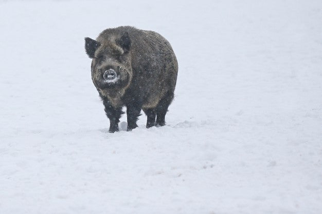 Top Ways to Hunt Hogs in Summer Season