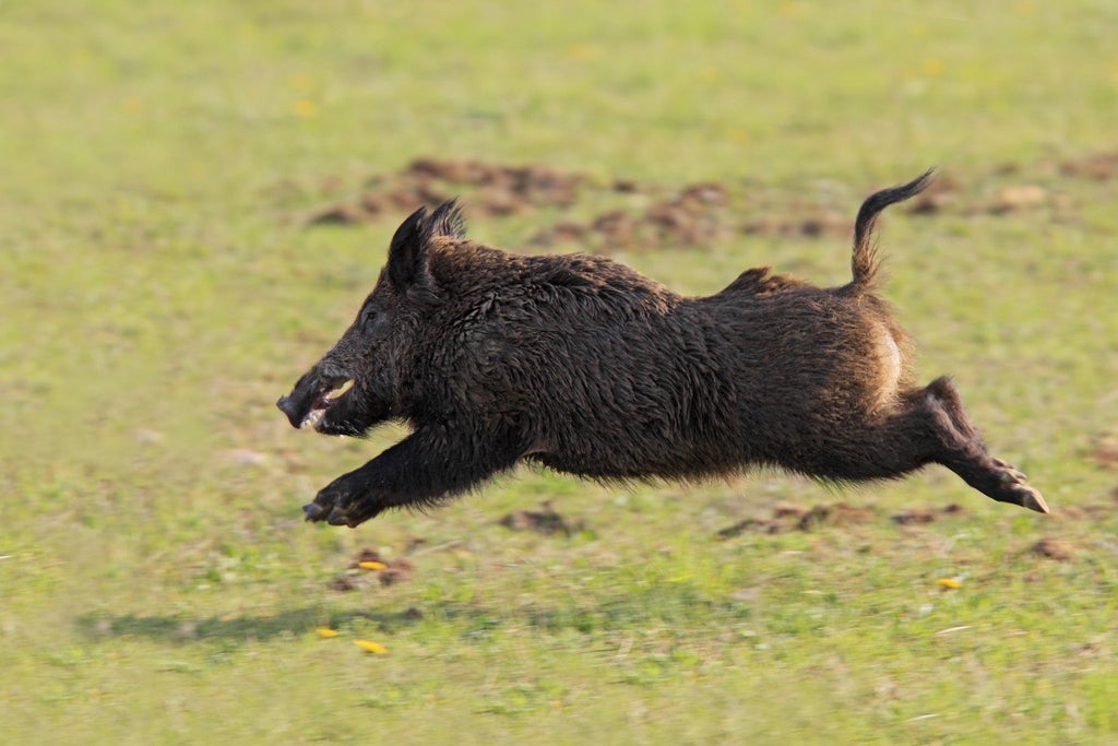 Morning Vs Evening: What Time Of The Day is Best for Hunting Tour?