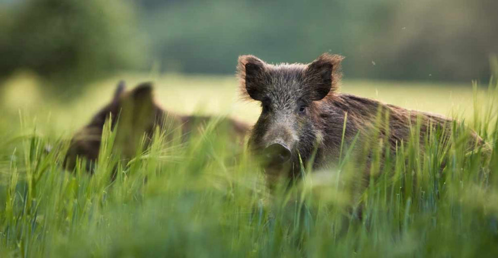 Normal Errors To Keep Away From During Your Texas Hog Hunting Experience