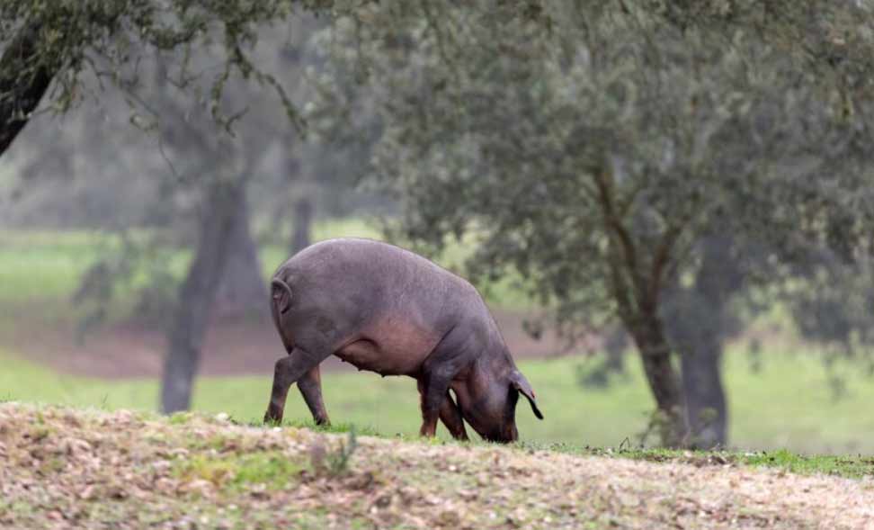 Rooting Around - The Untold Story Of Wild Hog Hunting In Texas
