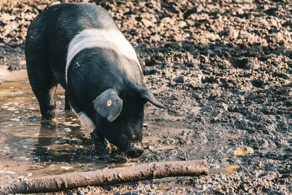 Don't Make These Mistakes When Hunting Pigs in Texas