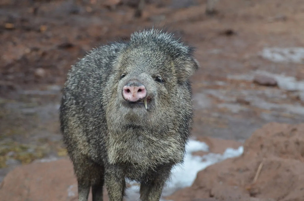 Hunting Like A Pro At The Best Hog Hunting Ranch In Texas