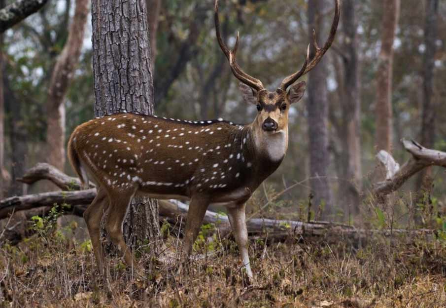 Unveiling The Secrets Of Tracking For South Texas Deer Hunts ...