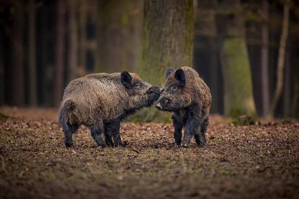 Essential Factors to Evaluate Your Texas Hog Hunt