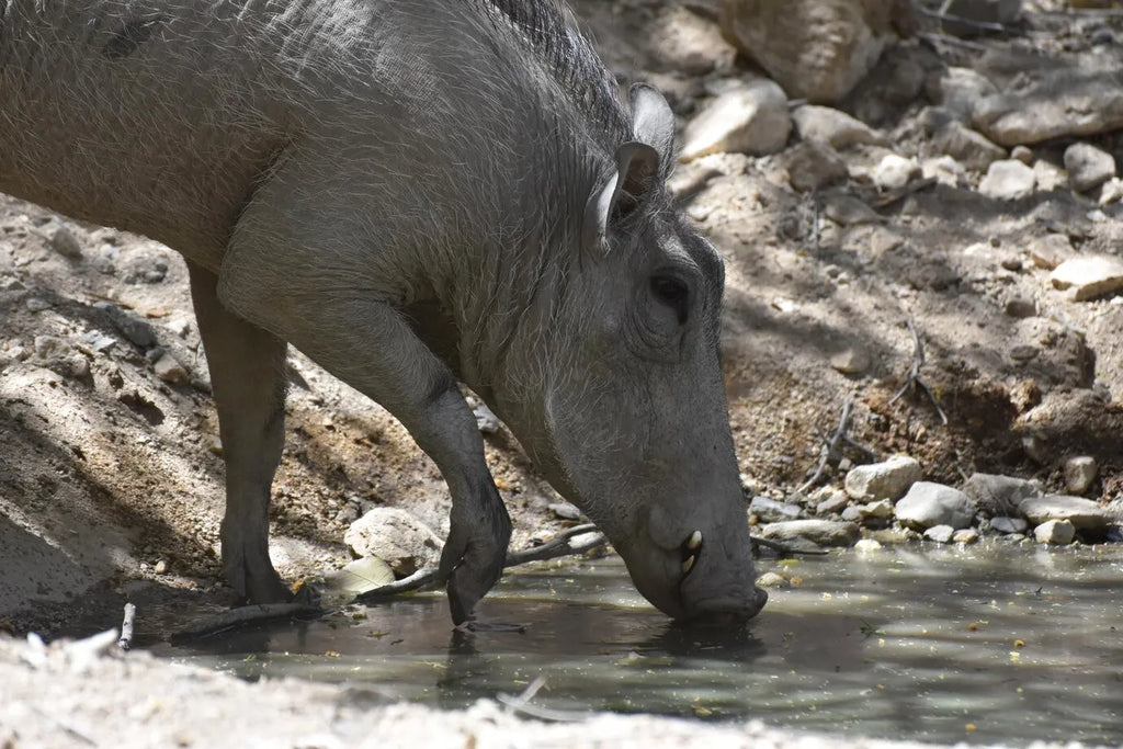 Your Best South Texas Hunting Adventure Awaits Independence Ranch