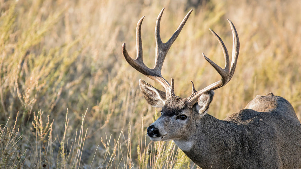 How Can Deer Hunting Packages Save Your Money?