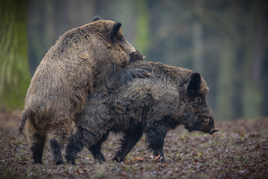 Necessary Tips to Stay Safe from Hogs during Hunting