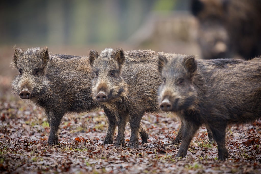 Things You Must Know About Houston Texas Hog Hunting!