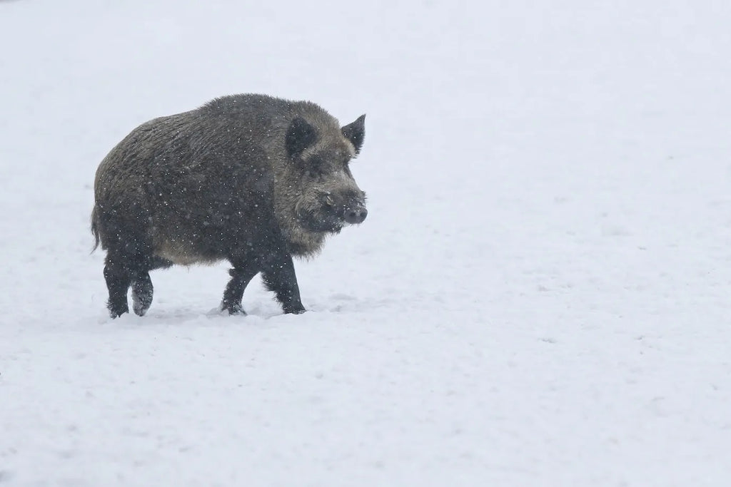 The Adventuresome Wild Boar Hunt In Texas