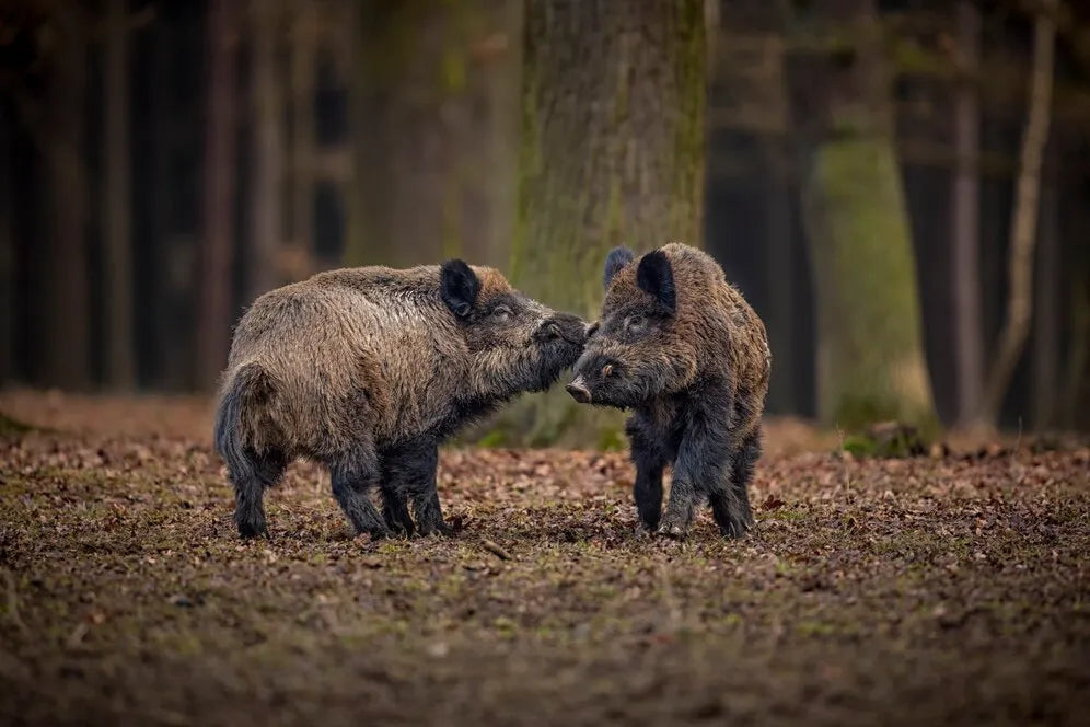 How to Handle Wild Hogs for Texas Hunters?