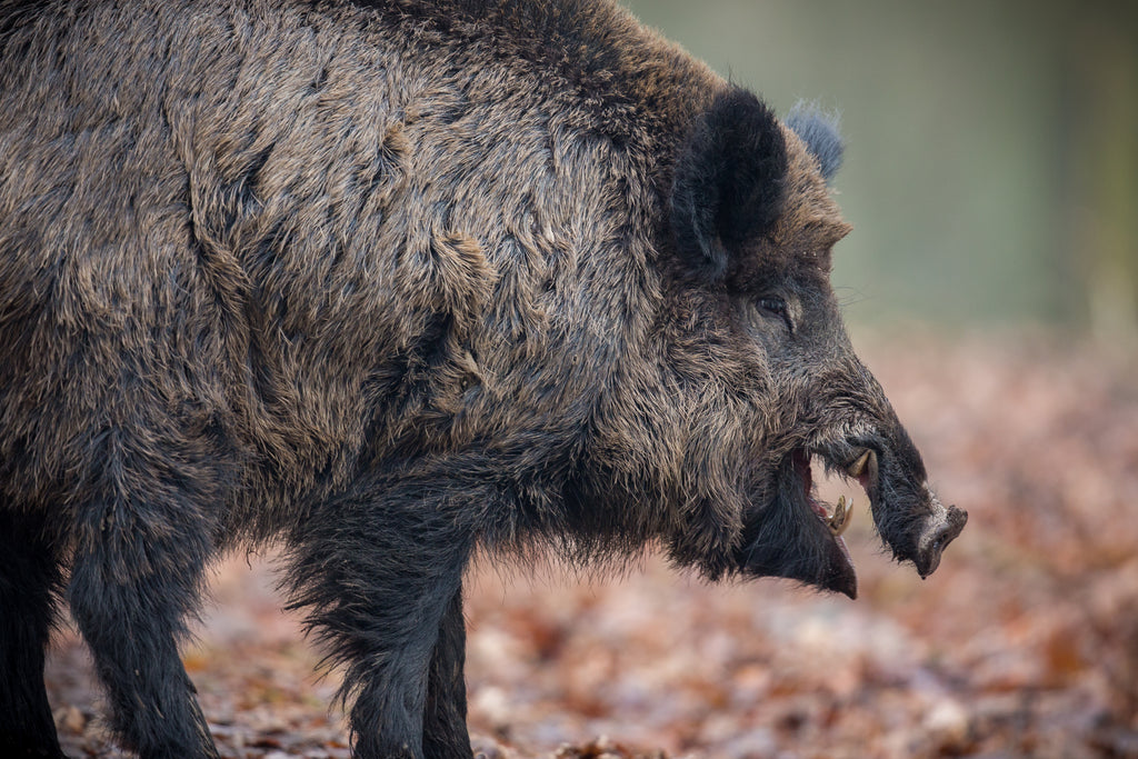 Know These Spot Signs To Detect The Boar For Hunting