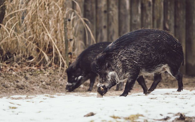 Safety Tips for Hog Hunting Trips