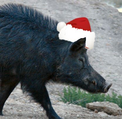 (w-2) Christmas Special $299 3 Day Hog Hunt Free Meals & Lodging