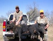 Big Wild Texas Hogs